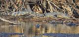 Jones Lake Alligators_37467